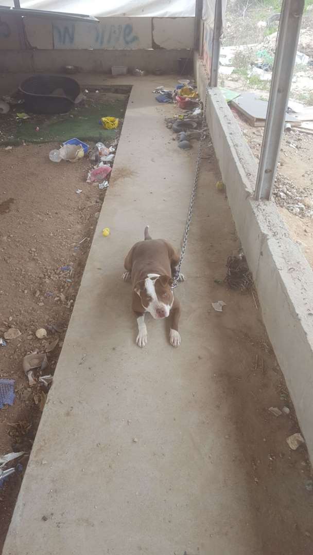 תמונה 1 ,כלבים אחר   לולה למכירה בתל יוסף