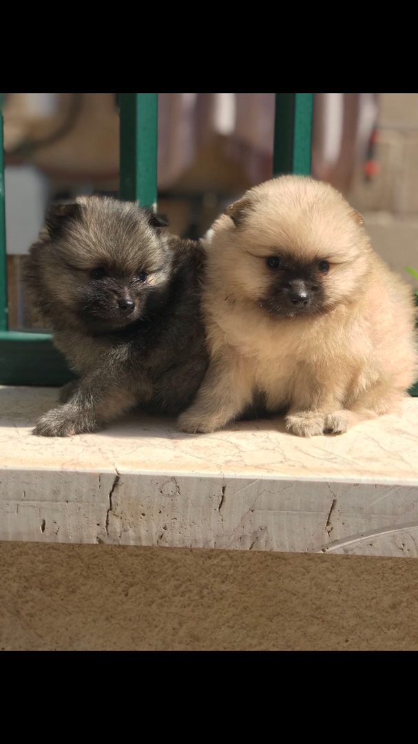 תמונה 4 ,כלבים פומרניאן   פומרניין למכירה בעפולה