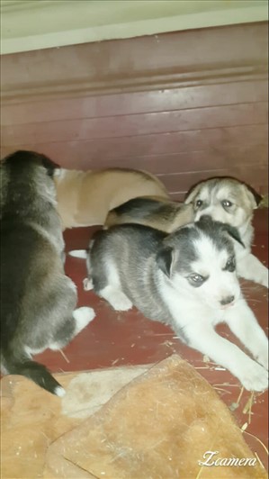 כלבים האסקי סיביר  