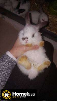 תמונה 1 ,מכרסמים ארנבות   י למכירה בחיפה