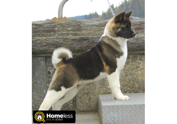 תמונה 2 ,כלבים אקיטה יפני   גורים אקיטה למכירה בטבריה והסביבה