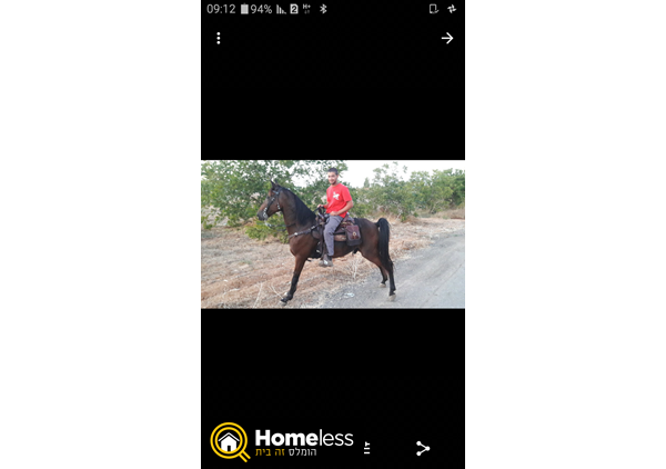 תמונה 1 ,סוסים טנסי ווקר   אמיגו למכירה בגבעת ברנר