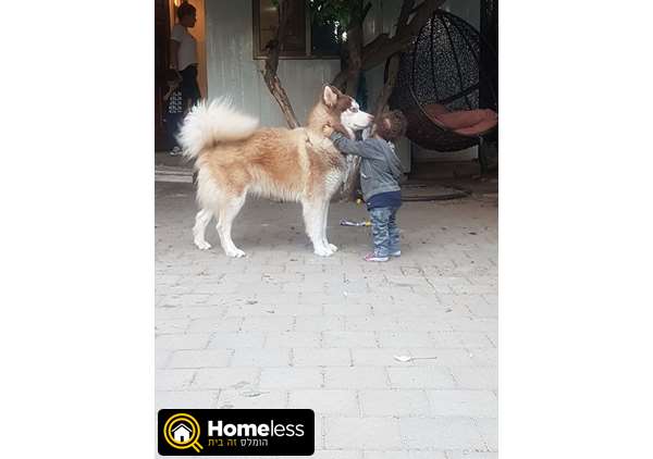 תמונה 4 ,כלבים האסקי סיביר   האסקי לשידוך בתל אביב