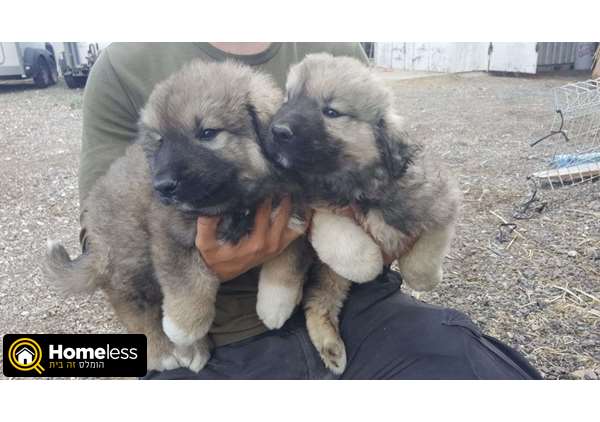 תמונה 3 ,כלבים רועה קאווקזי    א למכירה בנהורה