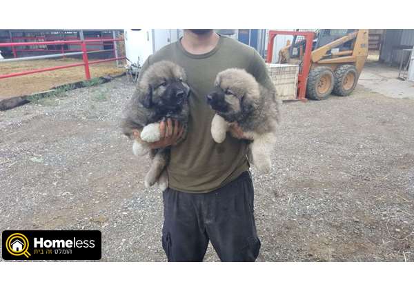 תמונה 4 ,כלבים רועה קאווקזי    א למכירה בנהורה