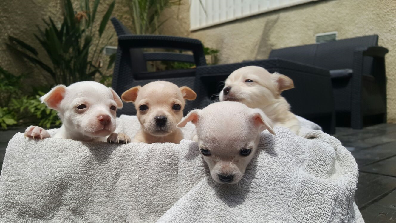 תמונה 1 ,כלבים צ`יוואווה   צ'יוואווה  למכירה בחיפה