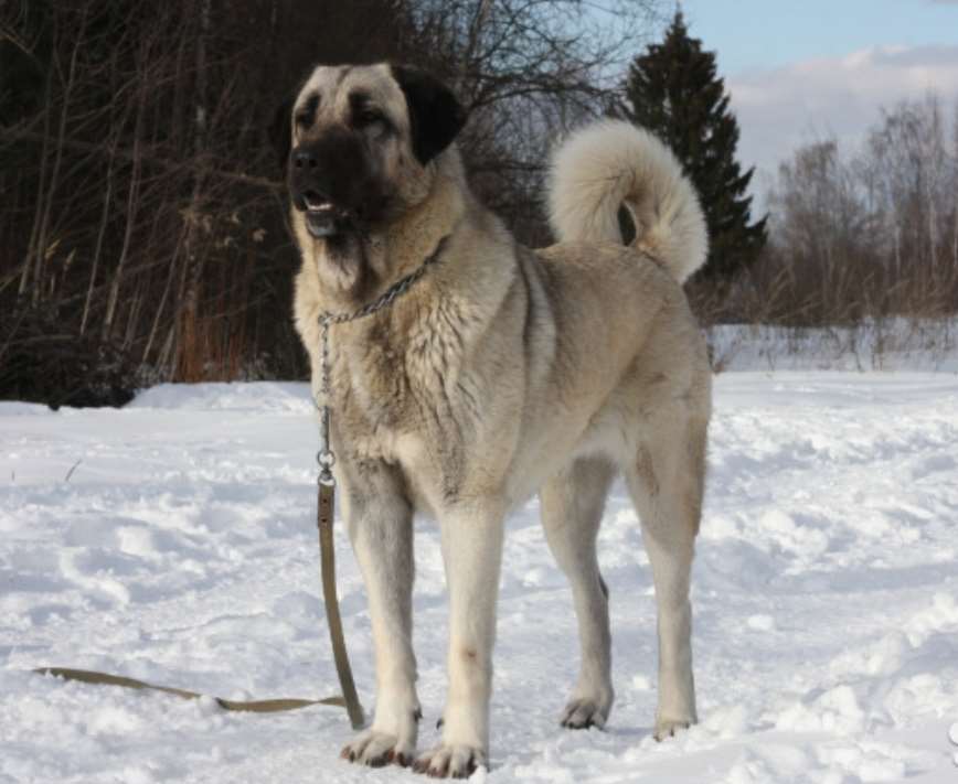 תמונה 1 ,כלבים אחר   קנגל רועה טוקרי למכירה בבאר שבע