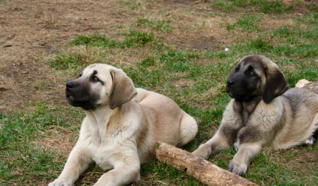 תמונה 3 ,כלבים אחר   קנגל רועה טוקרי למכירה בבאר שבע