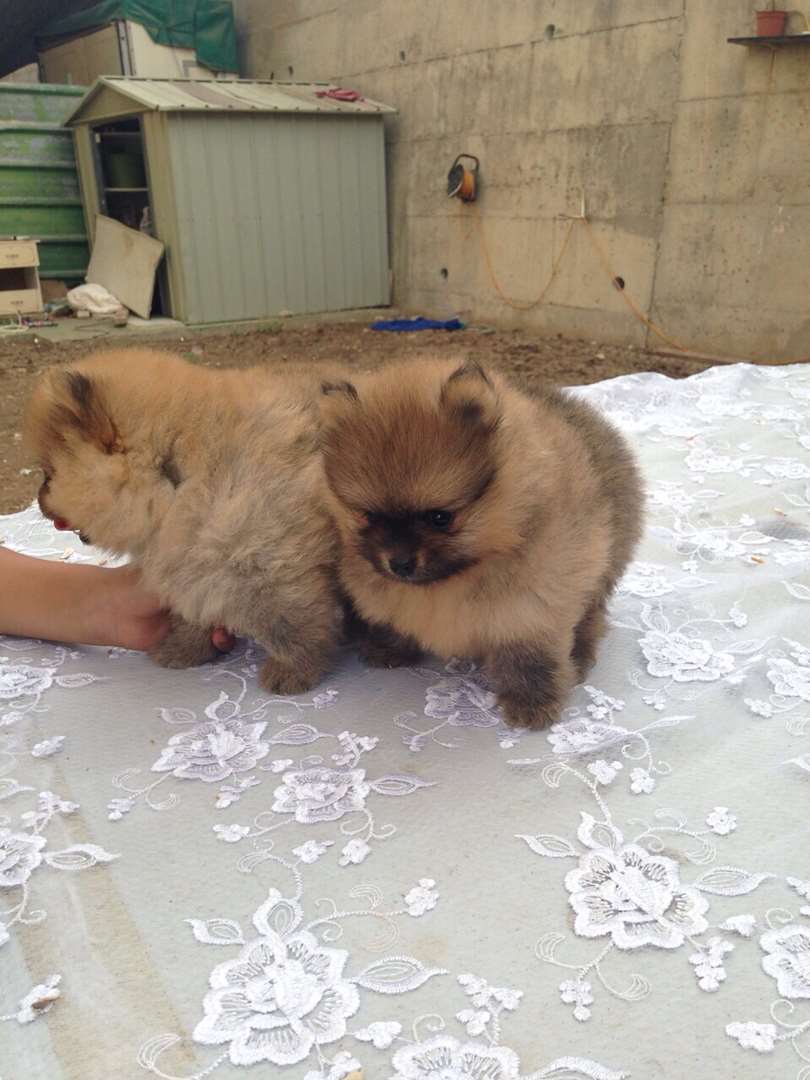 תמונה 3 ,כלבים פומרניאן   פומרניאן למכירה בחולון