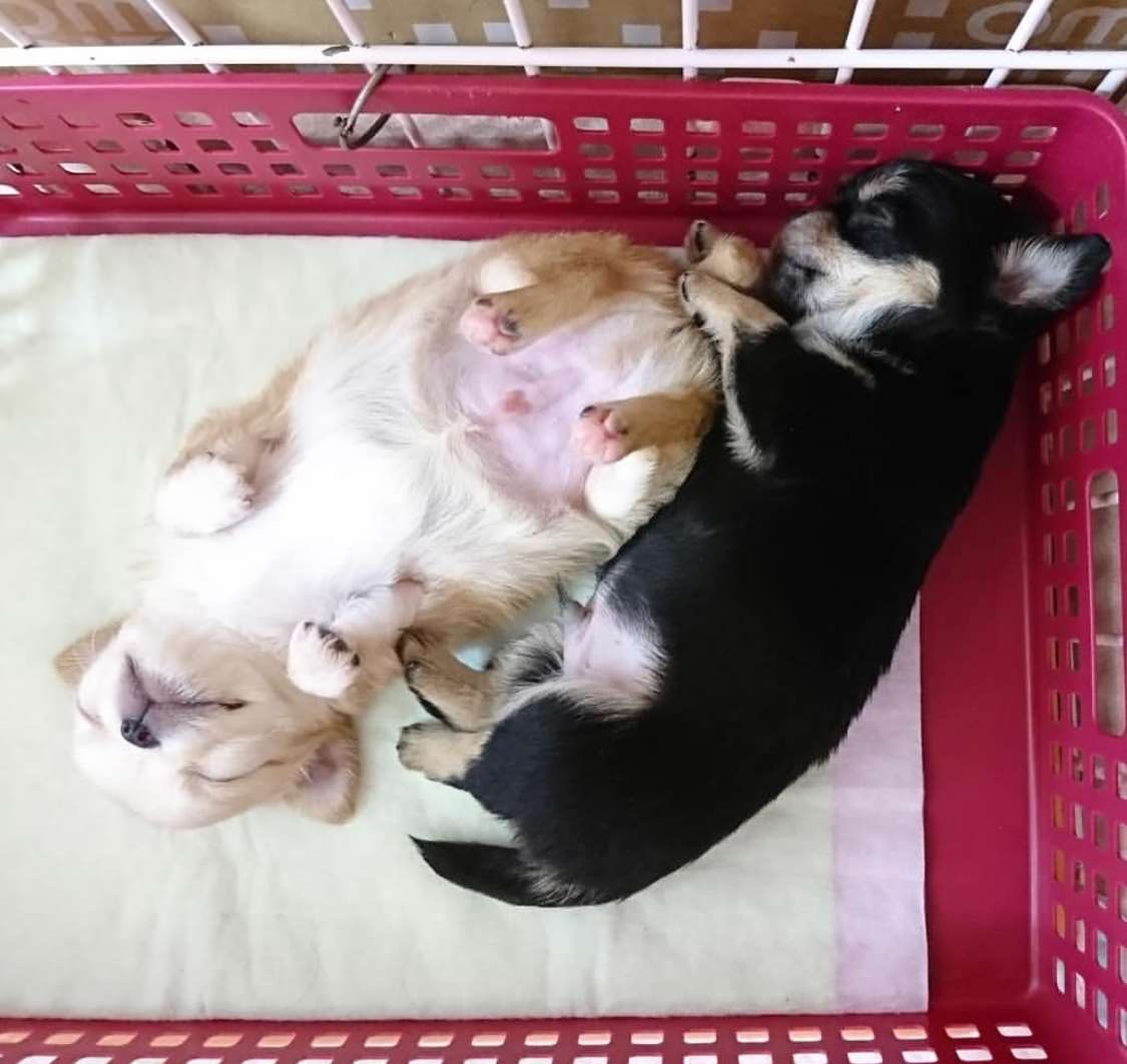 תמונה 1 ,כלבים צ`יוואווה   צ׳יוואווה גורים למכירה במושבים בצפון