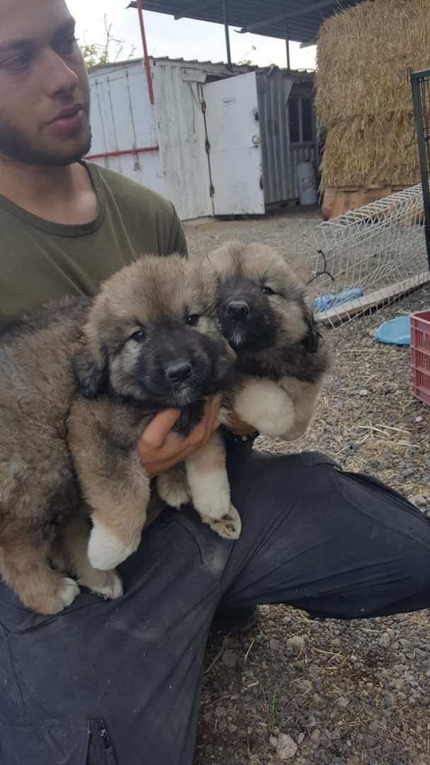 תמונה 2 ,כלבים רועה קאווקזי    א למכירה בנהורה