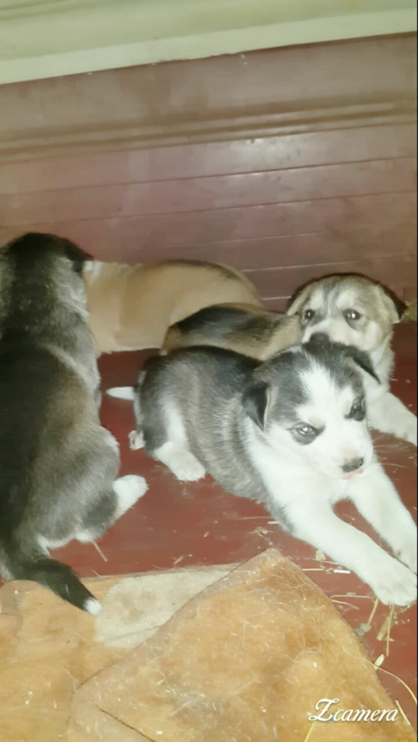 תמונה 1 ,כלבים האסקי סיביר   ראמי למכירה בעכו