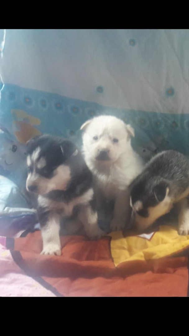 תמונה 2 ,כלבים האסקי סיביר   ראמי למכירה בעכו