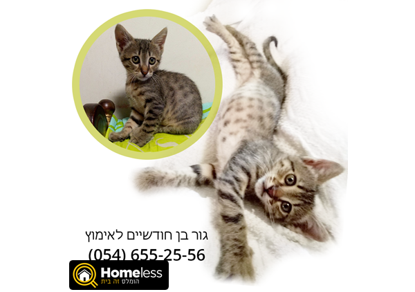 תמונה 1 ,חתולים כללי   גור לאימוץ בתל אביב