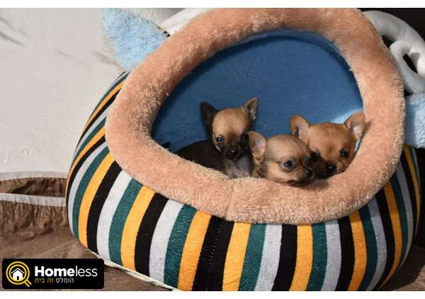תמונה 1 ,כלבים צ`יוואווה   גורים מושלמים למכירה בחיפה והסביבה