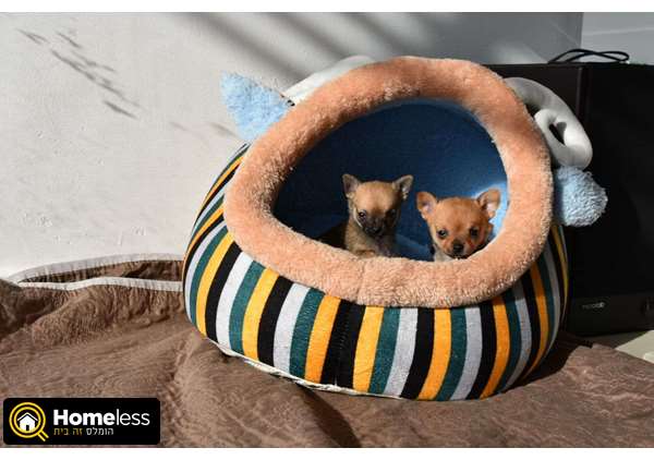 תמונה 2 ,כלבים צ`יוואווה   גורים מושלמים למכירה בחיפה והסביבה