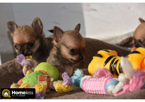 תמונה 3 ,כלבים צ`יוואווה   גורים מושלמים למכירה בחיפה והסביבה