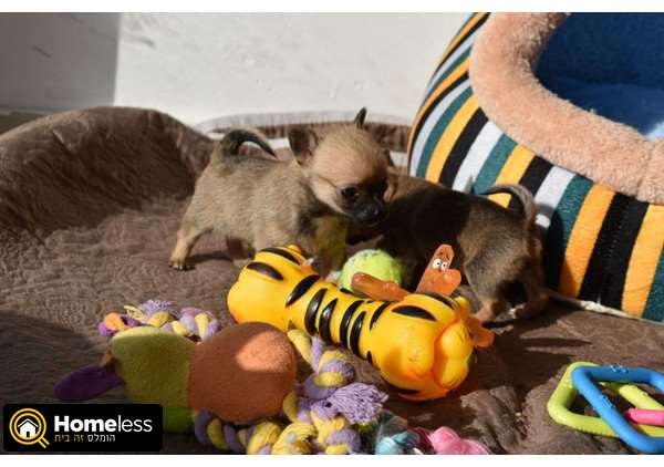 תמונה 1 ,כלבים פומרניאן   גורים מושלמים  למכירה בטבריה והסביבה