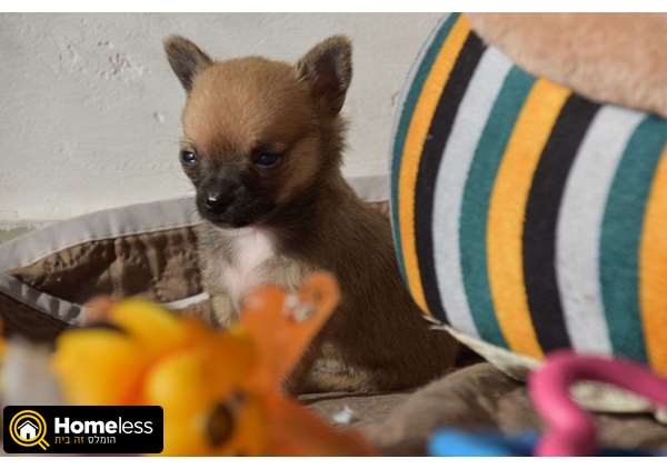 תמונה 2 ,כלבים פומרניאן   גורים מושלמים  למכירה בטבריה והסביבה