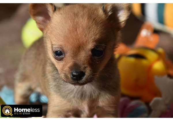 תמונה 3 ,כלבים פומרניאן   גורים מושלמים  למכירה בטבריה והסביבה