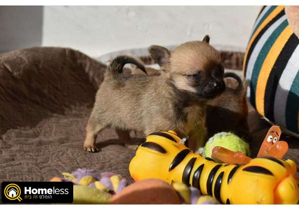 תמונה 4 ,כלבים פומרניאן   גורים מושלמים  למכירה בטבריה והסביבה