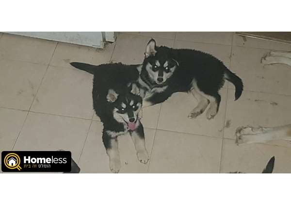תמונה 1 ,כלבים האסקי סיביר   בונבון למכירה בפתח תקוה