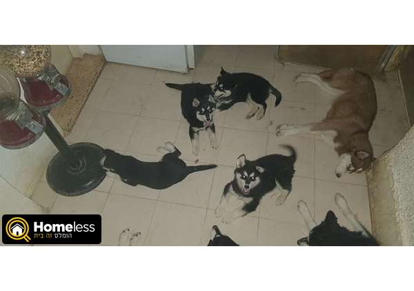 תמונה 2 ,כלבים האסקי סיביר   בונבון למכירה בפתח תקוה