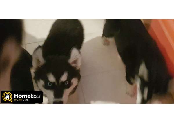 תמונה 3 ,כלבים האסקי סיביר   בונבון למכירה בפתח תקוה