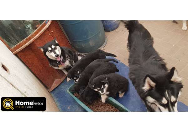 תמונה 4 ,כלבים האסקי סיביר   בונבון למכירה בפתח תקוה