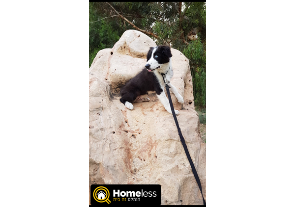 תמונה 3 ,כלבים בורדר קולי   רוקי למכירה בחיפה והסביבה