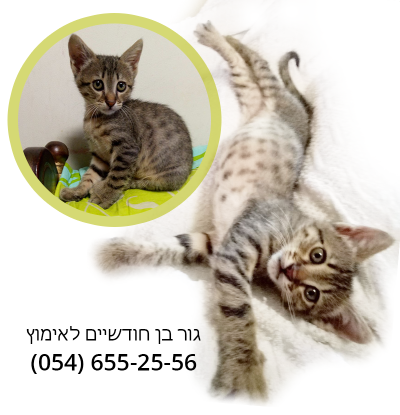 תמונה 1 ,חתולים כללי   גור לאימוץ בתל אביב