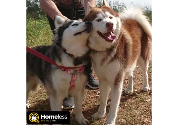 תמונה 3 ,כלבים האסקי סיביר   לאוניד  למכירה בנצרת עילית