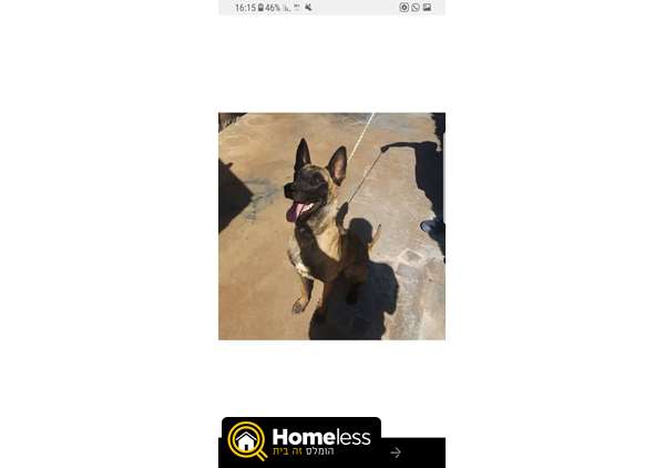 תמונה 1 ,כלבים גק ראסל טרייר   לוקה  למכירה במגאר 