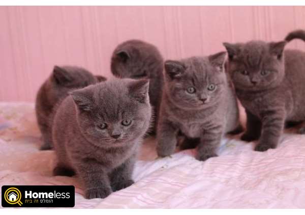 תמונה 2 ,מכרסמים חולדות   חתולים בריטים למסירה ברמת גן