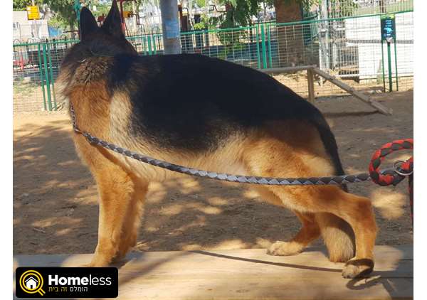 תמונה 3 ,כלבים רועה גרמני   רוקי למכירה בתל אביב