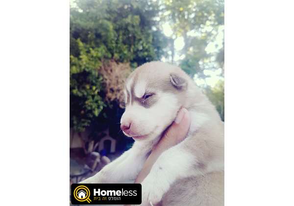 תמונה 1 ,כלבים האסקי סיביר   האסקי למכירה בתל אביב