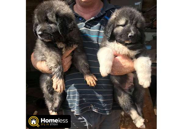 תמונה 2 ,כלבים רועה קאווקזי   גורים למכירה בפרדס חנה-כרכור