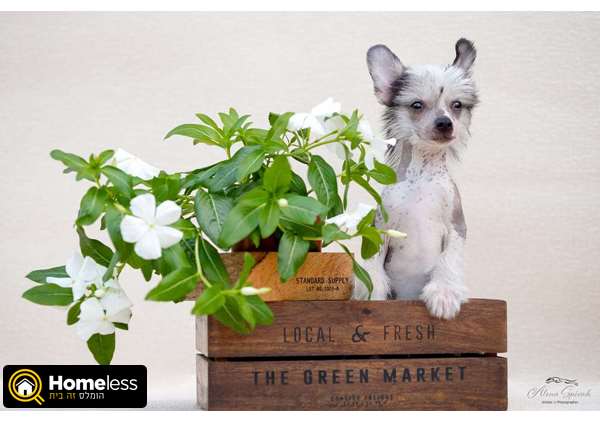תמונה 3 ,כלבים סיני מצוייץ   Lolaks למכירה בהוד השרון