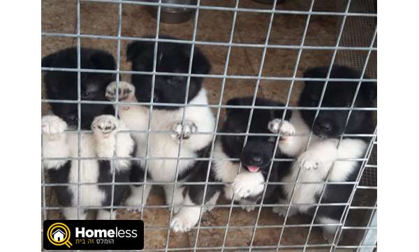 תמונה 1 ,כלבים אקיטה יפני   אקיטה אמריקאי למכירה בפרדס חנה-כרכור