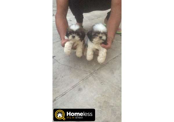 תמונה 3 ,כלבים שי צו   דובי למכירה בדאלית אל-כרמל