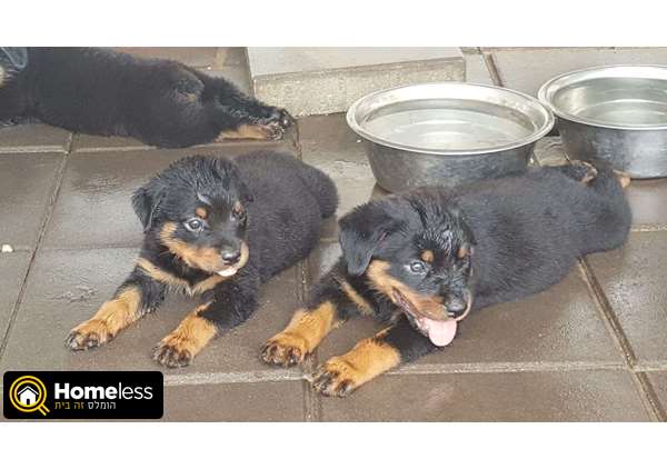תמונה 1 ,כלבים אחר   רוטווילר למכירה בפרדס חנה-כרכור