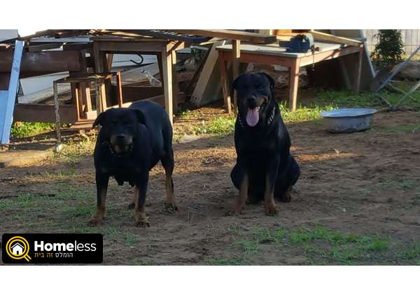 תמונה 3 ,כלבים אחר   רוטווילר למכירה בפרדס חנה-כרכור