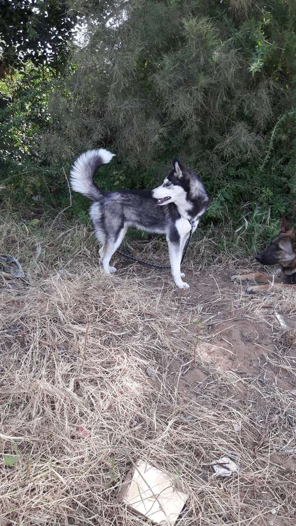 תמונה 1 ,כלבים האסקי סיביר   בל למכירה בנתניה