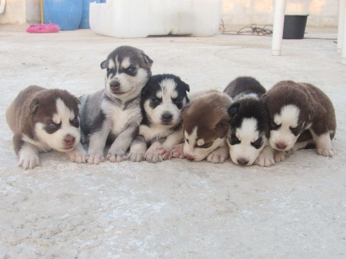 תמונה 1 ,כלבים האסקי סיביר   אשרף למכירה בכפר כנא