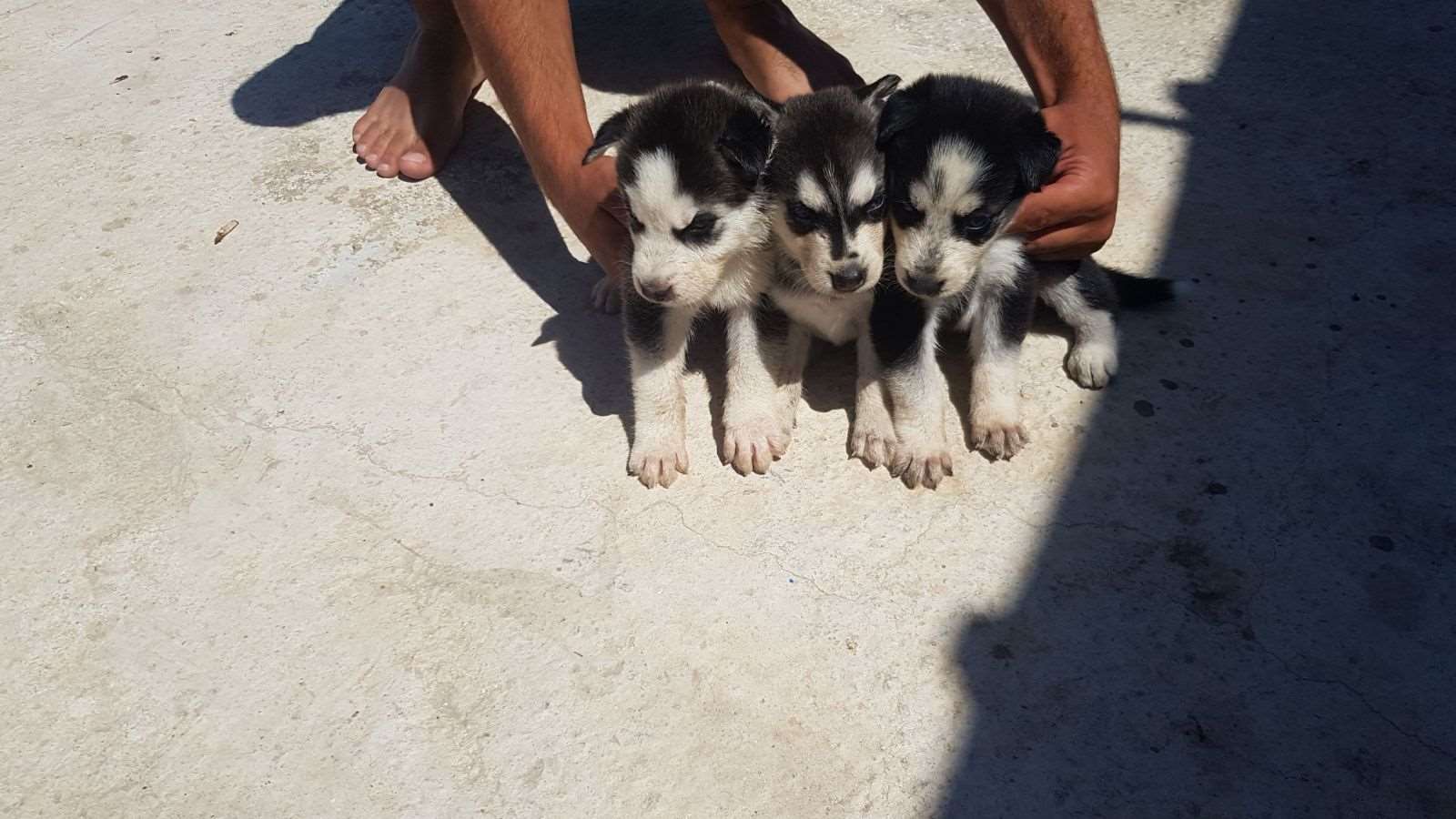 תמונה 2 ,כלבים האסקי סיביר   אשרף למכירה בכפר כנא