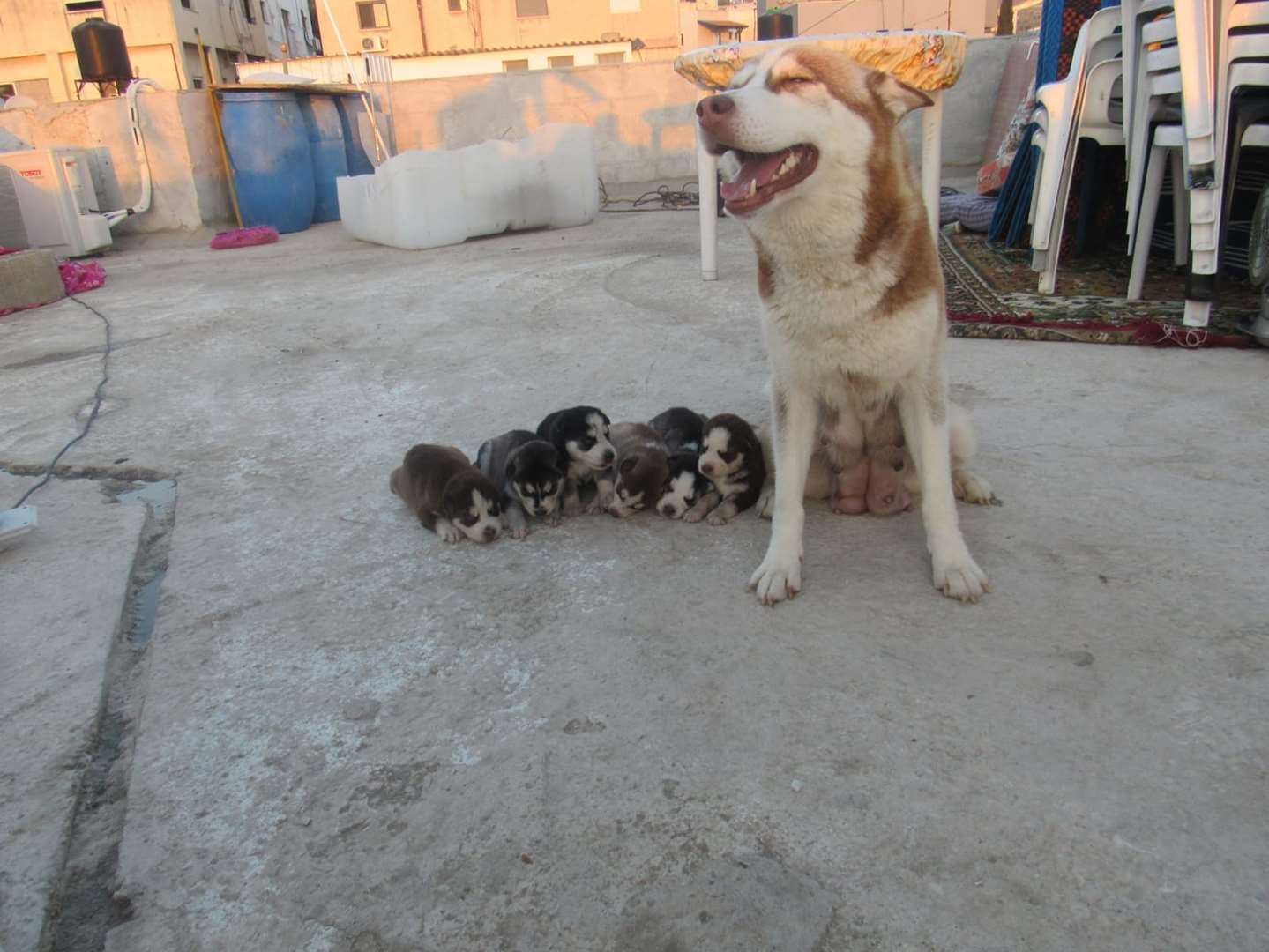 תמונה 3 ,כלבים האסקי סיביר   אשרף למכירה בכפר כנא