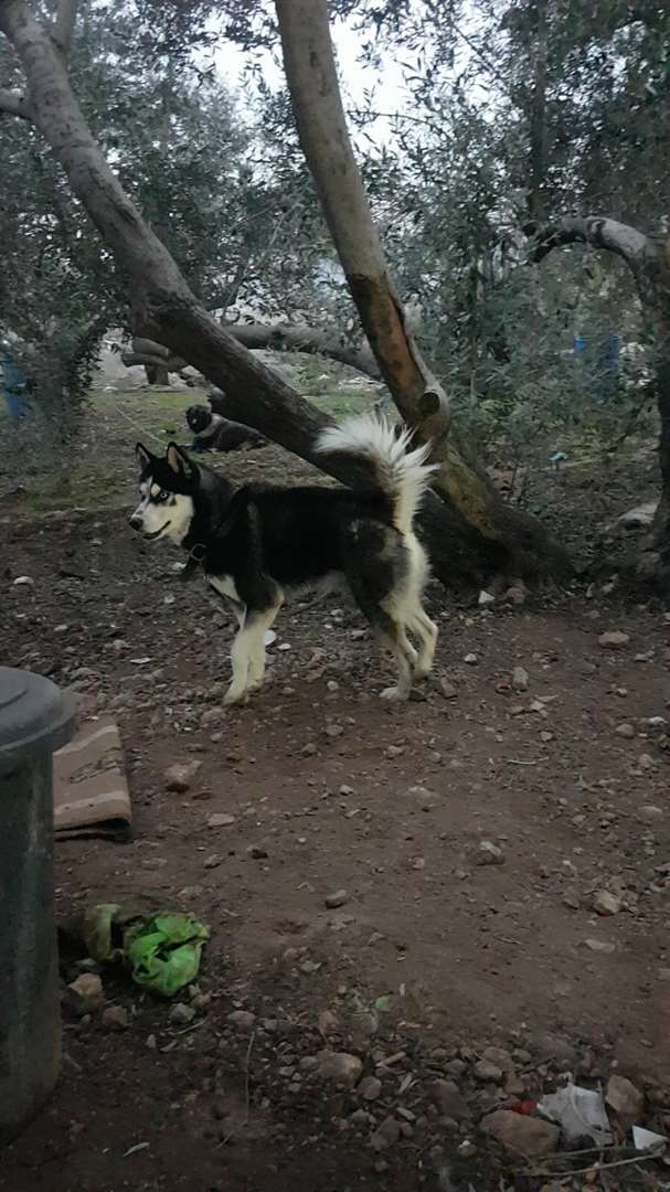 תמונה 4 ,כלבים האסקי סיביר   אשרף למכירה בכפר כנא