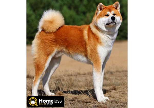 תמונה 1 ,כלבים אקיטה יפני   אקיטה אינו  למכירה ברמת גן