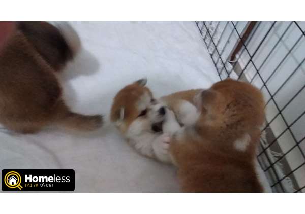 תמונה 3 ,כלבים אקיטה יפני   אקיטה אינו  למכירה ברמת גן