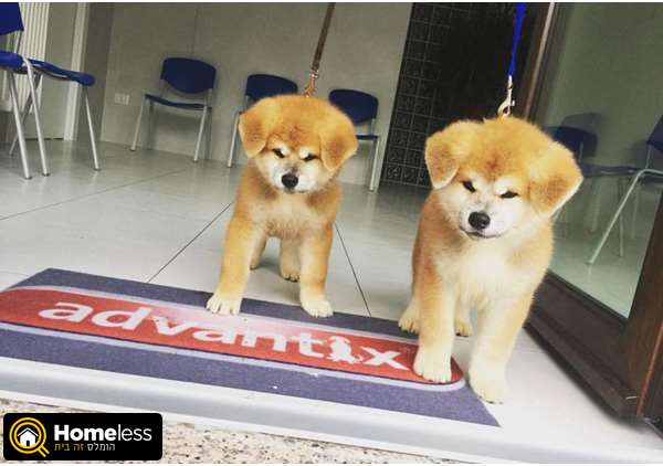 תמונה 1 ,כלבים אקיטה יפני   אקיטה אינו למכירה בהקריות